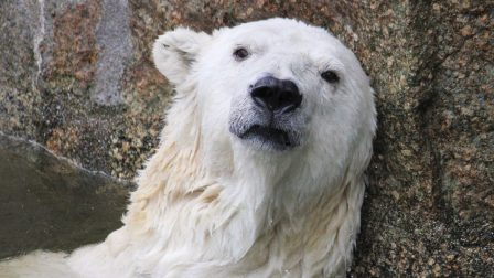 polar-bear-3616807_1920
