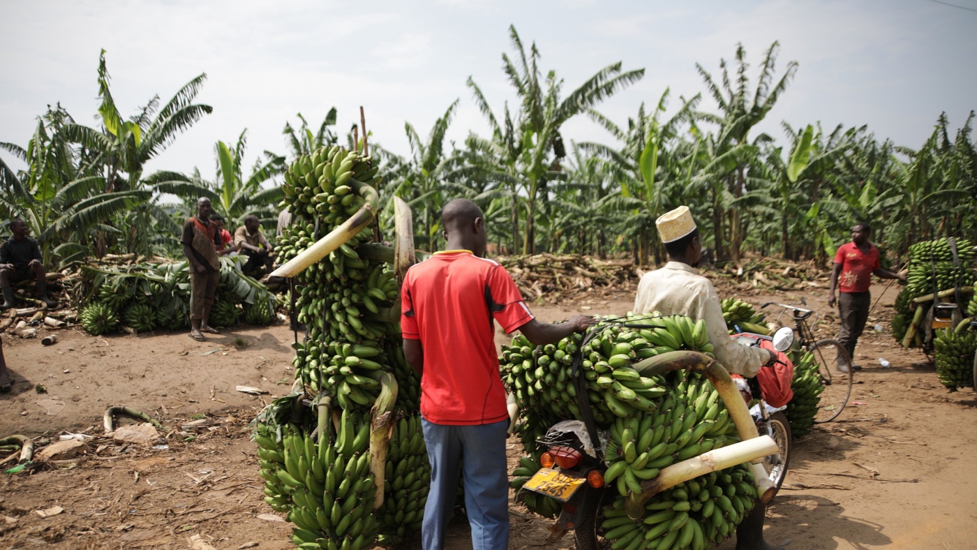 A genetikai sokszínűség eltűnése: a banántermesztés példája