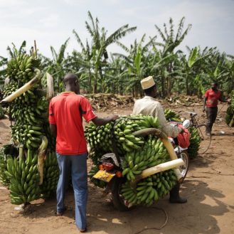 banán ültetvény