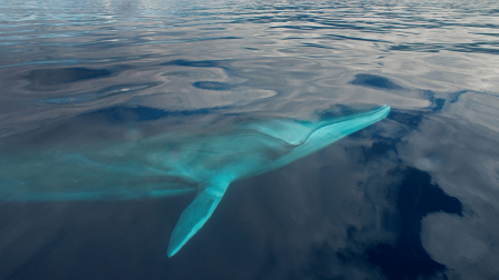 A bálnák éneke segíti a tengerfenék feltérképezését