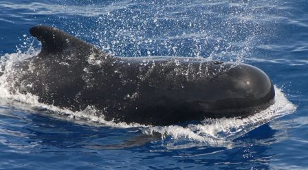 Az új-zélandi partokra vetődött delfinek többsége szerencsésen visszajutott a tengerbe