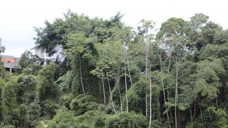 Alig maradt épp esőerdő Brazília egyes vidékein