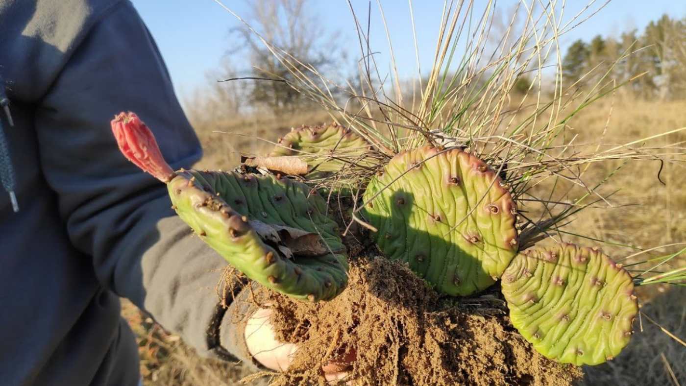 Már a kaktusz is özönfaj az ország egyes vidékein