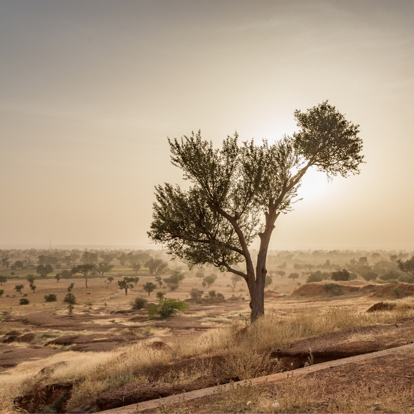 Vasárnap a Holnaputánban: Hogyan festi a permakultúra zöldre a sivatagot?