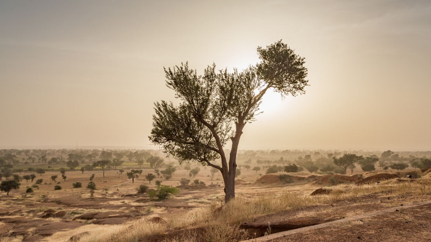 Nagy Zöld Fal a sivatag peremén – álom vagy valóság?