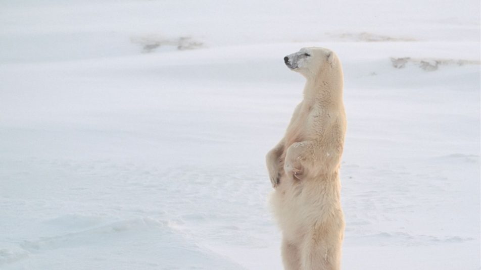 A kevesebb jég miatt néha éheznek a jegesmedvék
