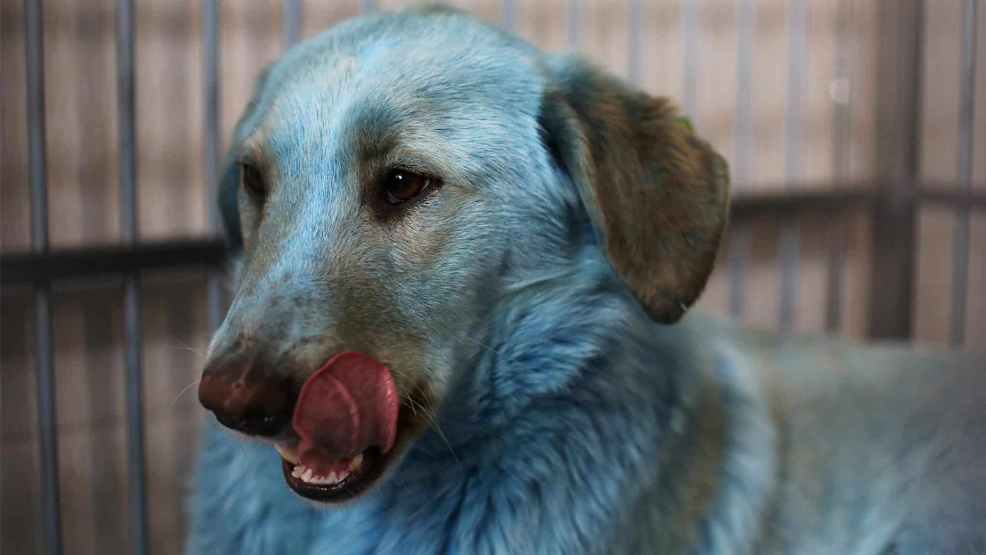 Kék szőrű kutyák egy orosz vegyi üzem közelében