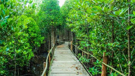mangrove erdő
