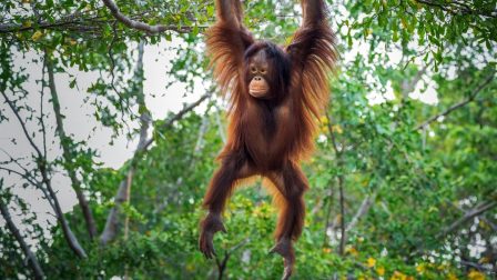 Az orangutánok az autók miatt is szenvednek