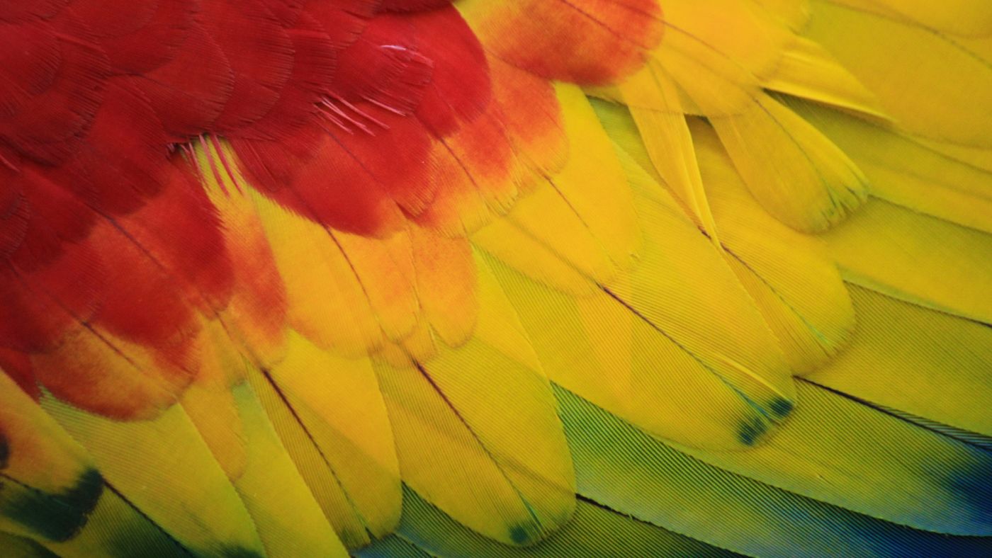 Veszélyben van a papagájok közel kétharmada