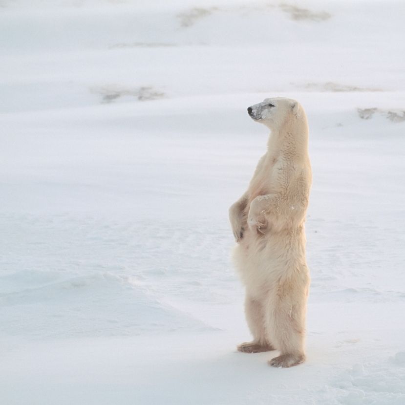 A kevesebb jég miatt néha éheznek a jegesmedvék
