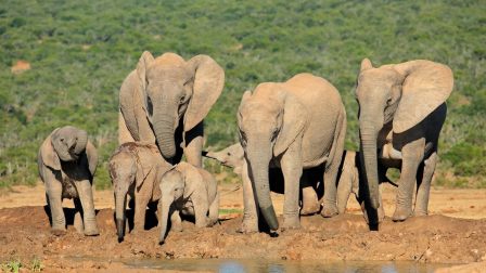 Mindkét afrikai elefántfajra rávetül a kihalás árnyéka