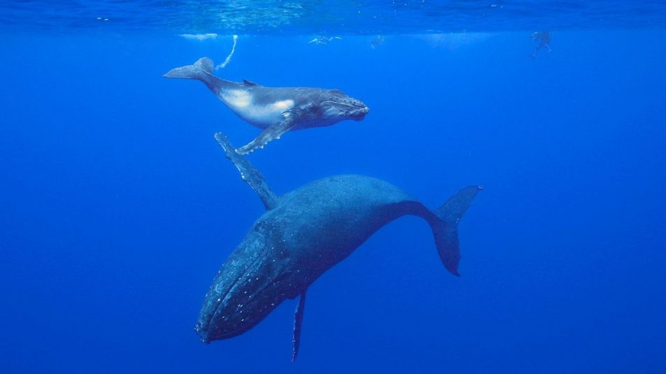 Így segíthetnek a bálnák a klímaváltozás ellen