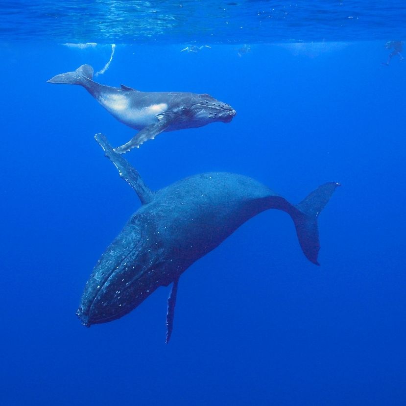 Így segíthetnek a bálnák a klímaváltozás ellen