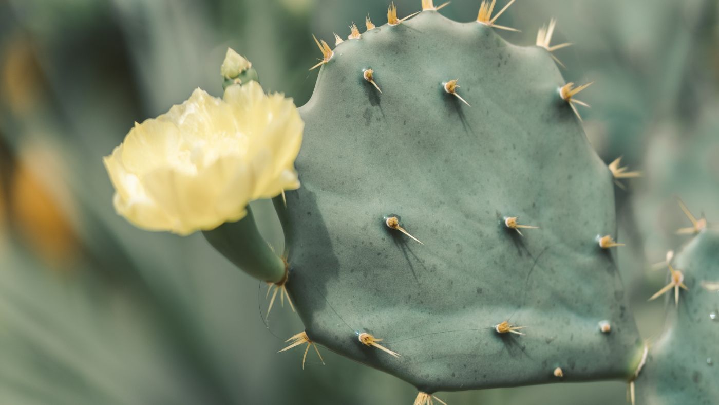 A PETA is díjazta a kaktuszból készült vegán bőrt
