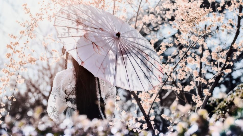 A klímaváltozás hatására a kiotói cseresznyefák egyre korábban virágoznak