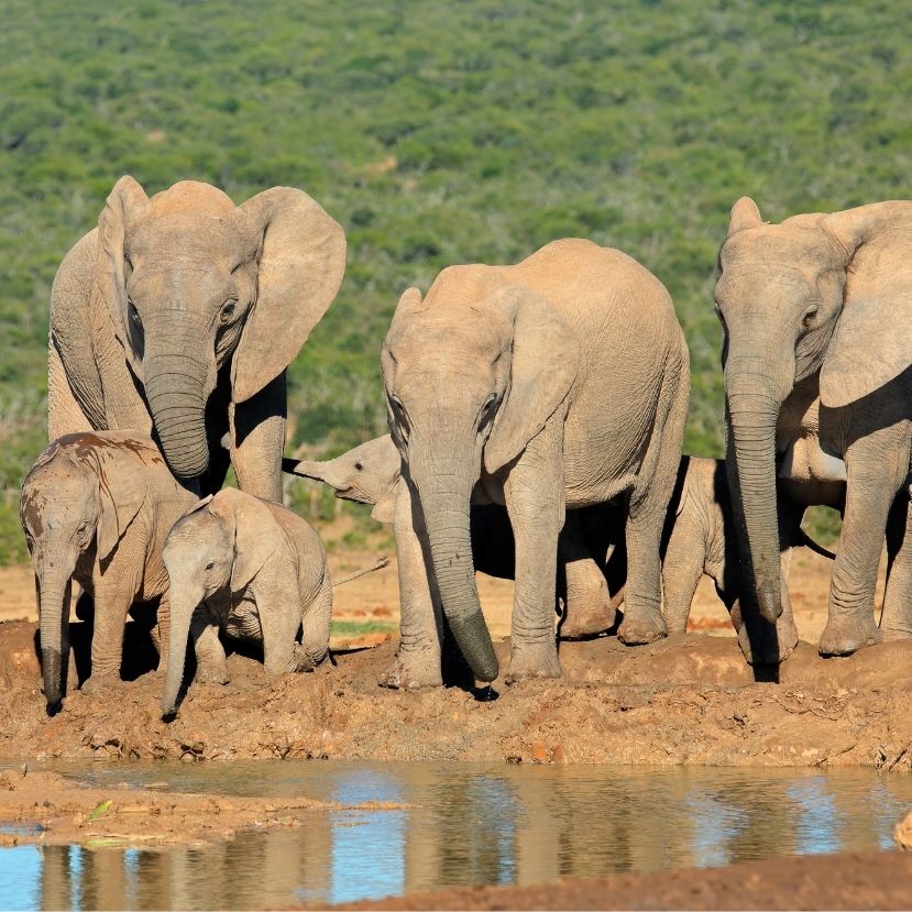 Mindkét afrikai elefántfajra rávetül a kihalás árnyéka