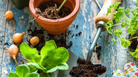 A kertészkedés elkezdéséhez a legjobb pillanatban vagy!  (1. rész)