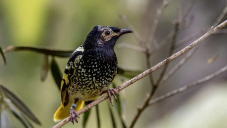 Az udvarló énekük feledésbe merülése okozhatja egy madárfaj kihalását