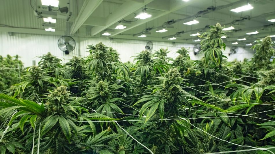 Nem a legfenntarthatóbb dolog otthon marihuánát termeszteni