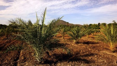 Létezik környezetbarát pálmaolaj?