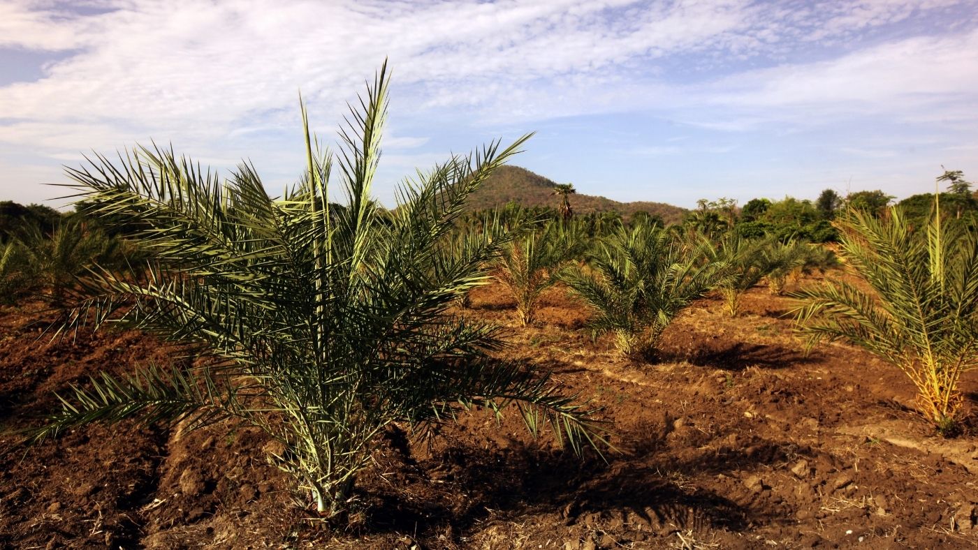 Létezik környezetbarát pálmaolaj?
