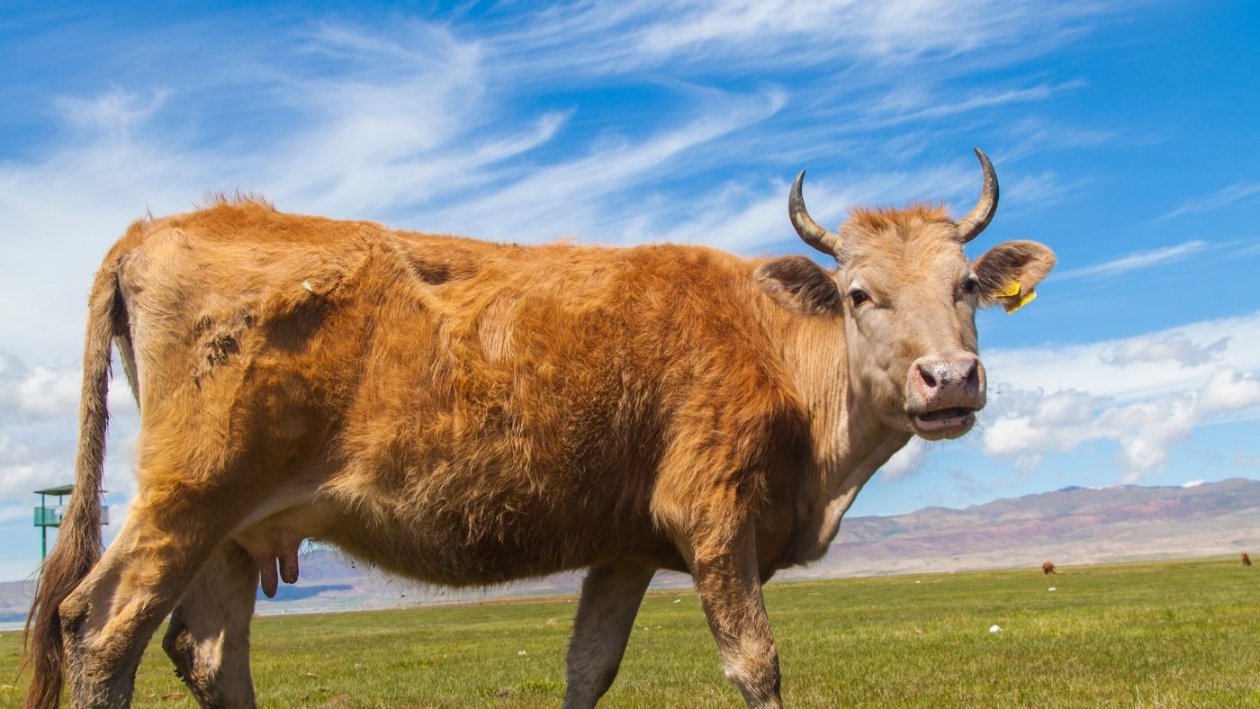 Drasztikusan csökkenthető a szarvasmarhák gázkibocsátása hínárral dúsított takarmánnyal