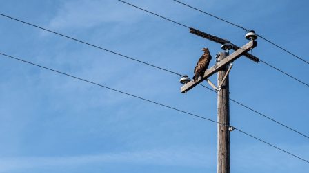Magyar fejlesztés védheti a madarakat az áramvezetékektől