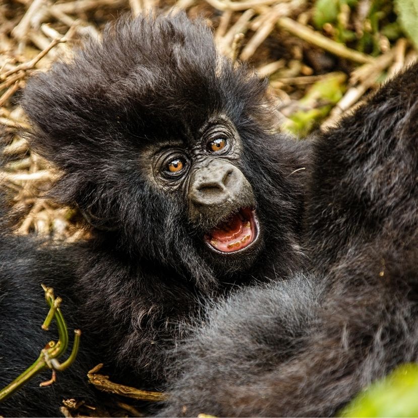 A reddites kisbefektetők a gorillák védelmére költik a nyereségüket