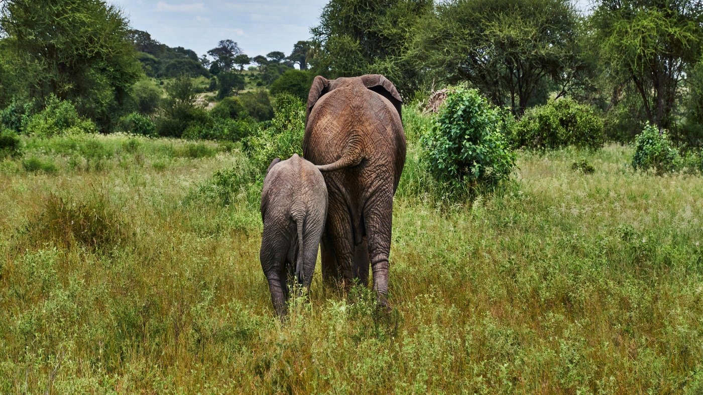 Szegedi találmánnyal védenék az afrikai elefántokat