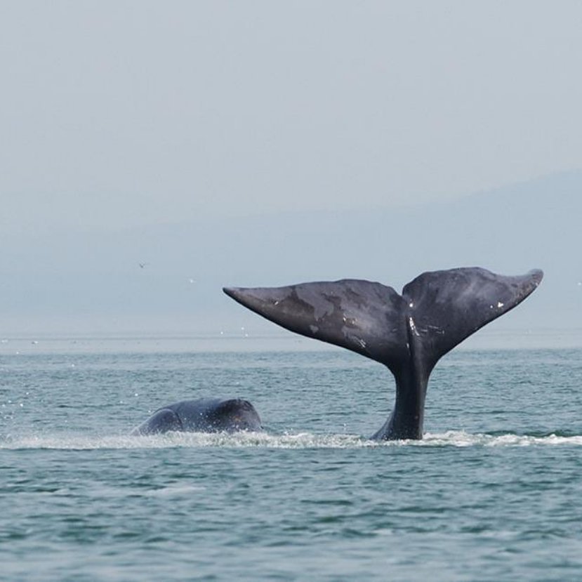 Az olvadó jég miatt nem indult éves vándorútjára a grönlandi bálna