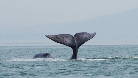 A_bowhead_whale_is_tail-slapping_in_the_coastal_waters_of_western_Sea_of_Okhotsk_by_Olga_Shpak,_Marine_Mammal_Council,_IEE_RAS