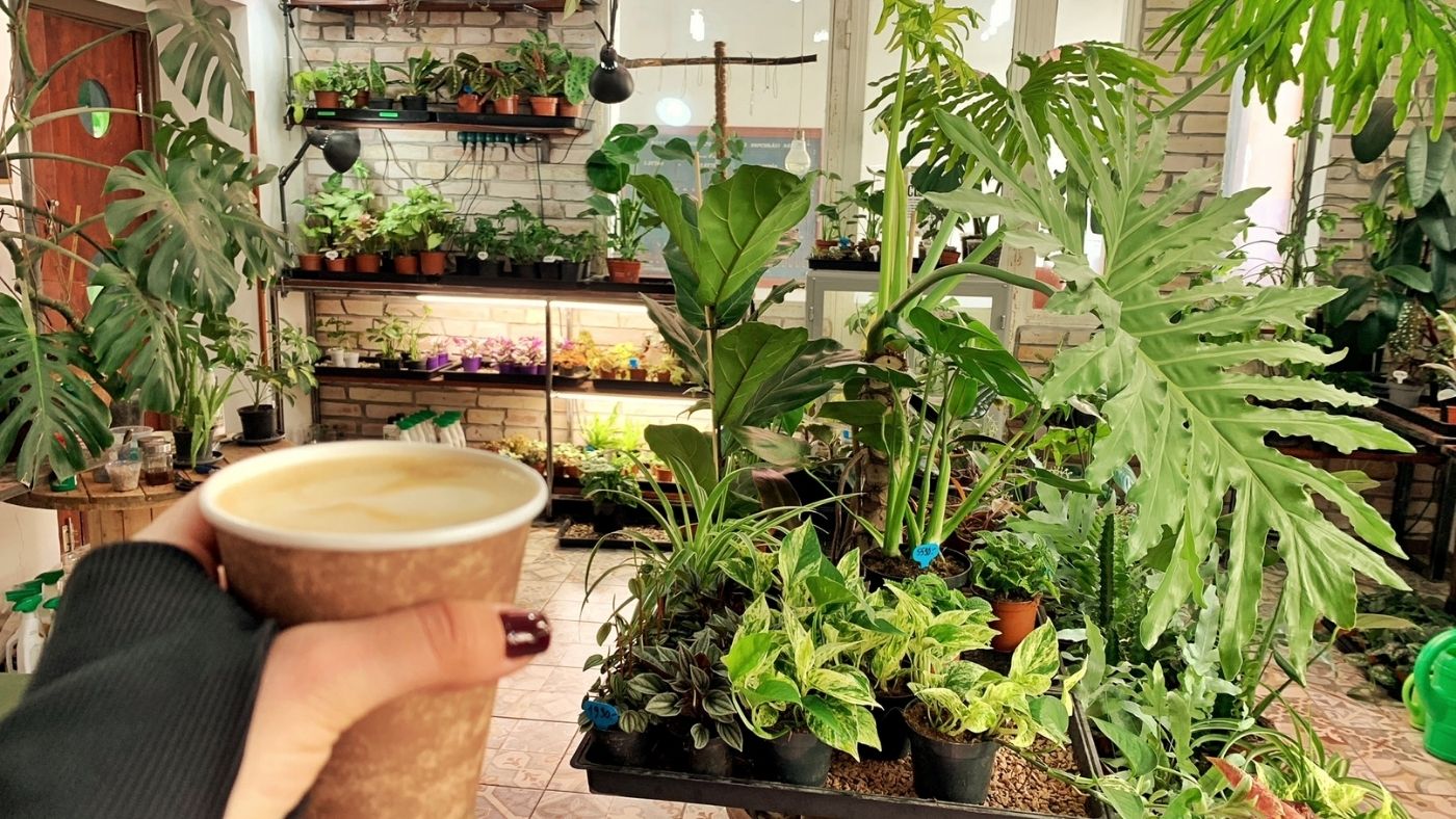 Kávézz és reggelizz növények ölelésében
