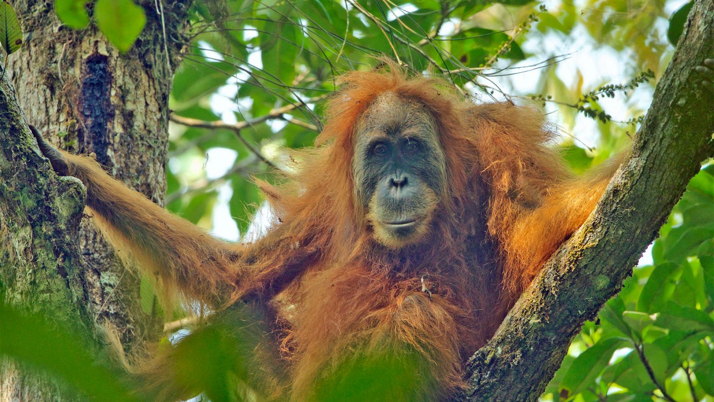 A kihalás szélén áll az egyik legtitokzatosabb orangután faj