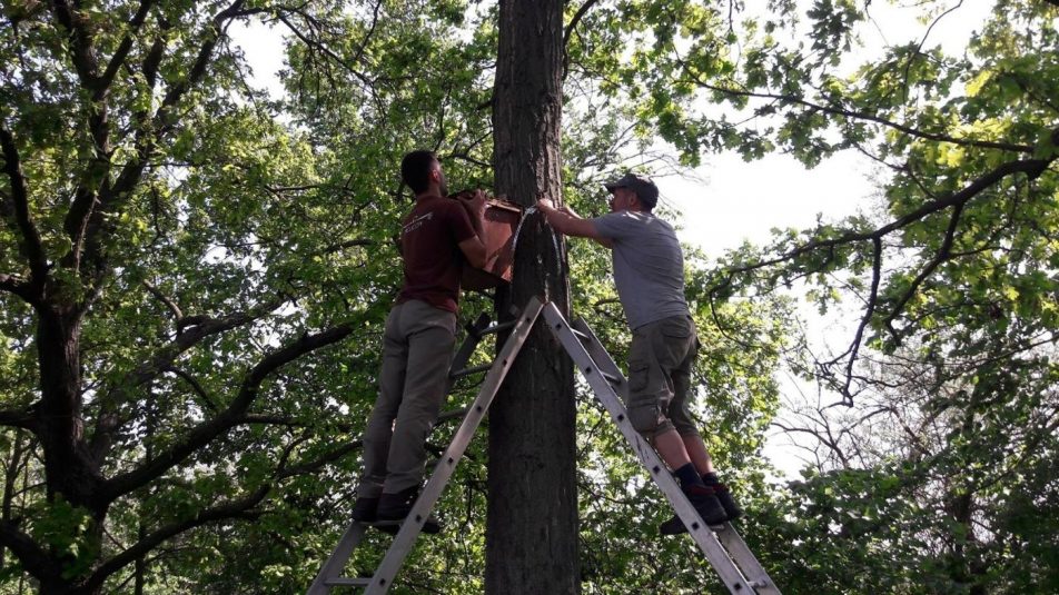 Saját gyártású szalakótaodúk kihelyezése a Jászságban a sasközpont munkatársával 1