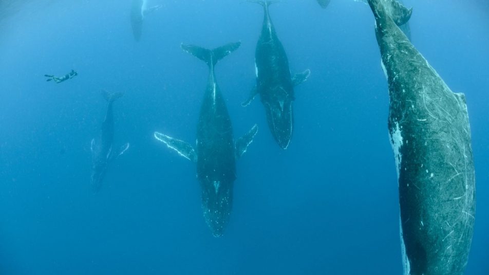 Lenyűgöző természetfilm a bálnák életéről