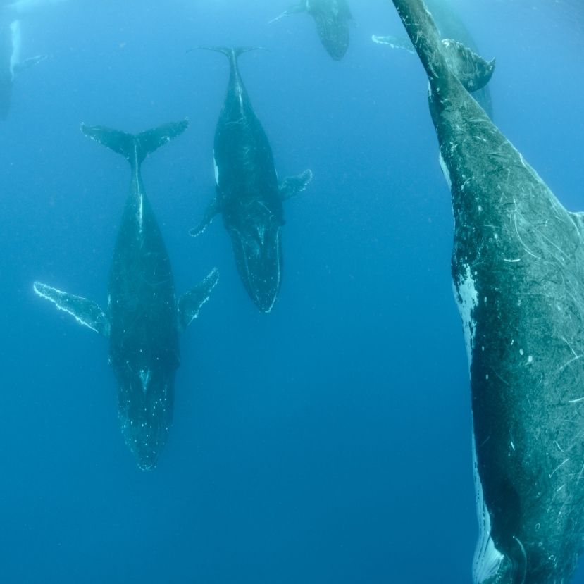 Lenyűgöző természetfilm a bálnák életéről