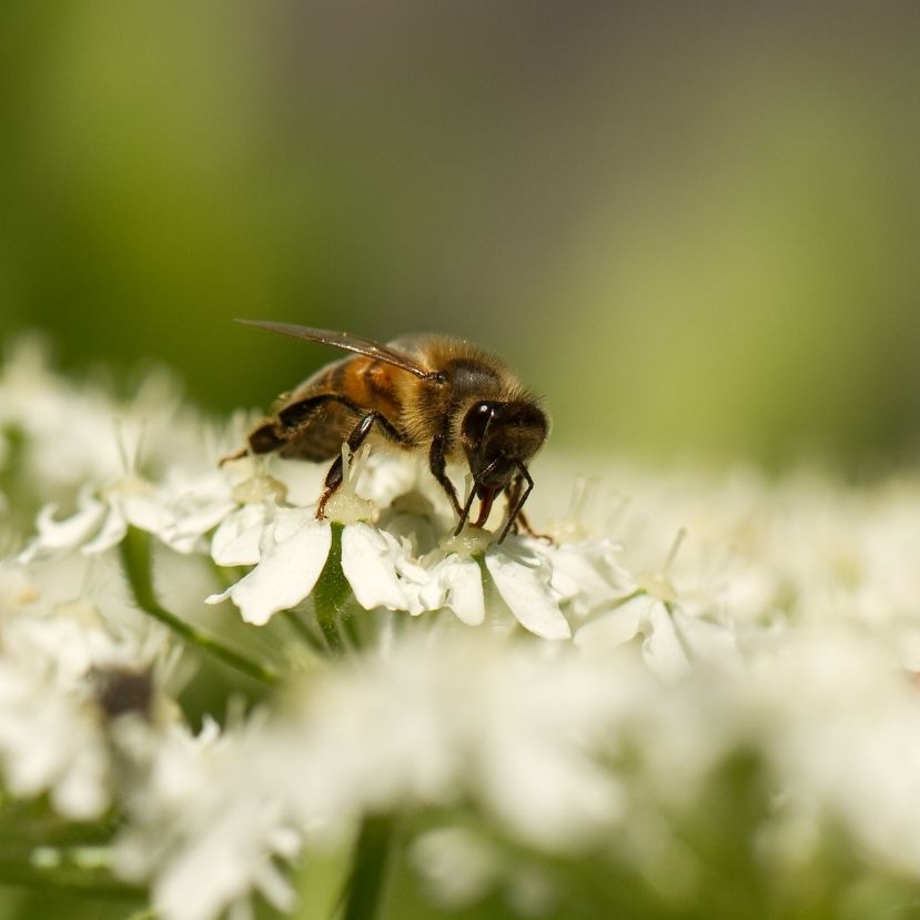 Erdők, mezők, méhek – Mennyit érnek az ökoszisztéma-szolgáltatások?