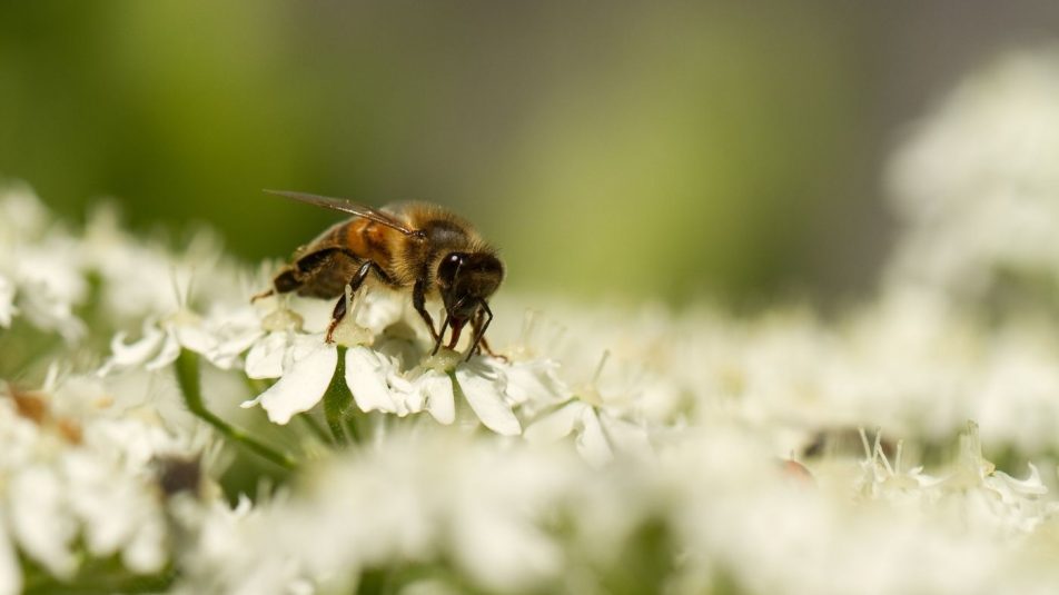 Erdők, mezők, méhek – Mennyit érnek az ökoszisztéma-szolgáltatások?