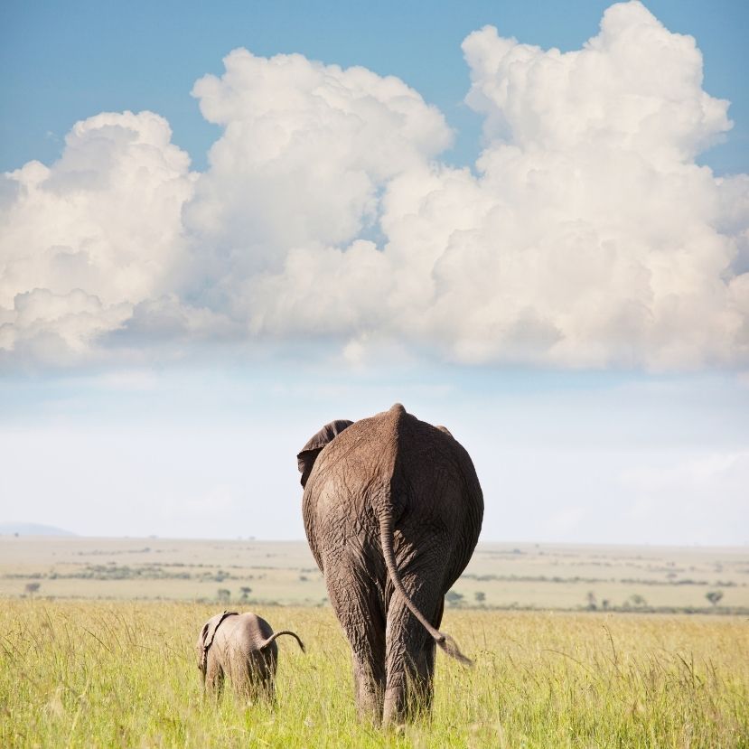 Bármikor világra jöhet a kiselefánt – videó