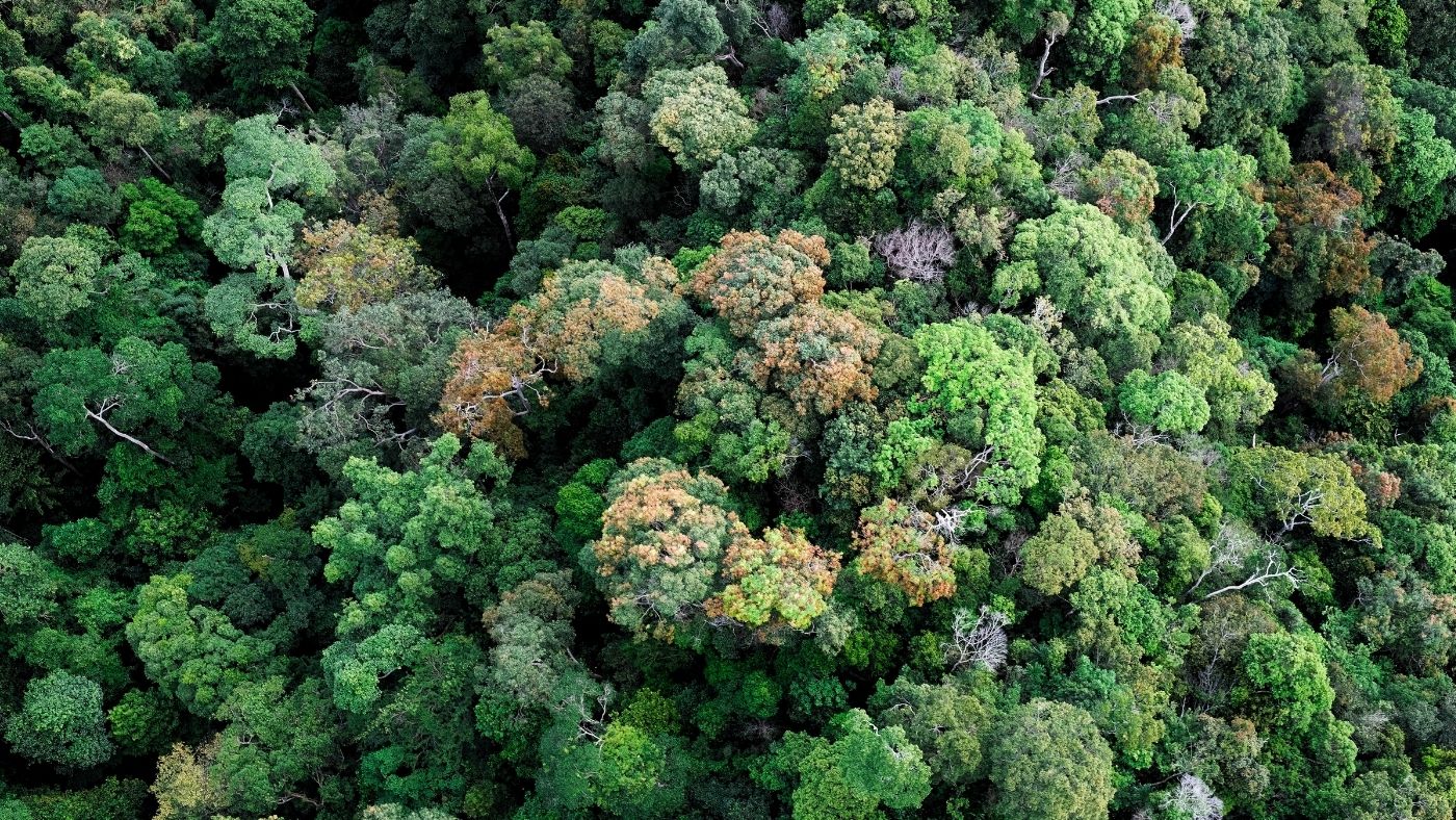 Ha az egész bolygót teleültetnénk fákkal, azzal sem tudnánk ellensúlyozni a kibocsátásunkat