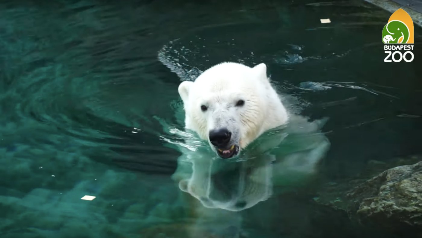 Az Állatkert új jövevényét még nem láthattuk élőben – videó