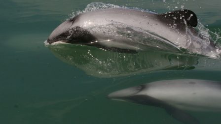 Széleskörű társadalmi összefogással és drónokkal mentik meg a māui delfineket Új-Zélandon