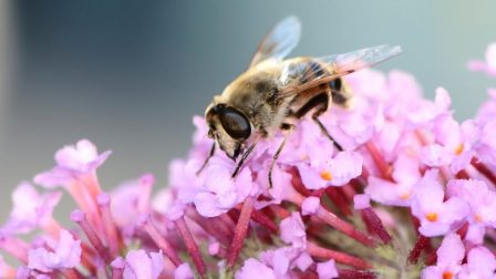 Segítsük a beporzókat méhlegelők kialakításával