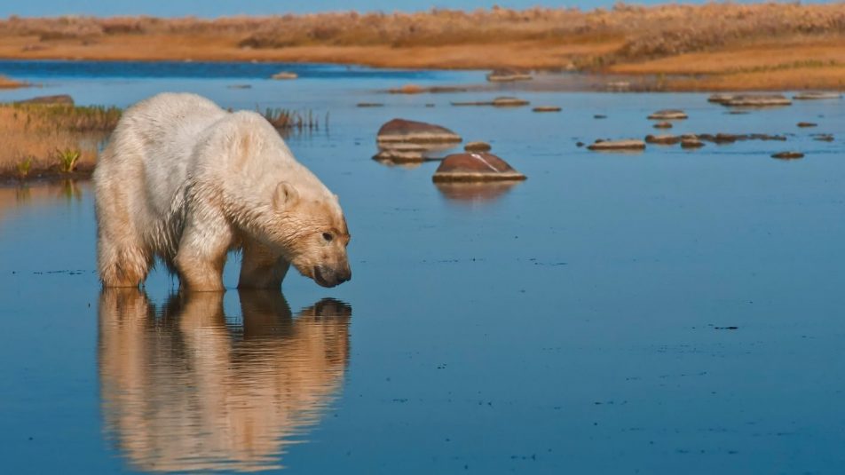 A zsugorodó vadászterület miatt alig találnak élelmet a jegesmedvék