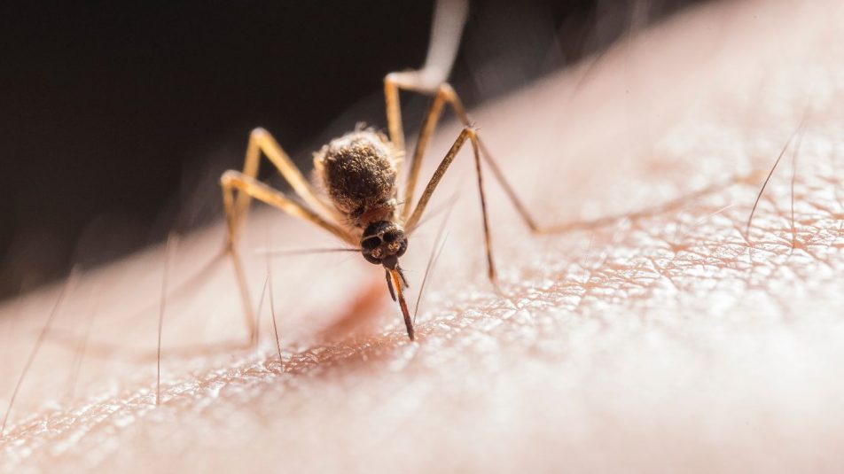 Indul a szúnyog monitorozó weboldal