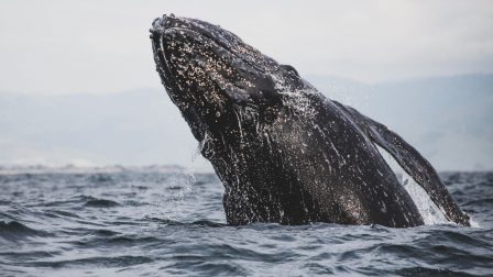Négy szürke bálna tetemét találták meg az elmúlt napokban a San Francisco-öbölnél