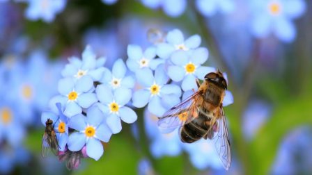 Miért van óriási szükség városi méhlegelőkre?