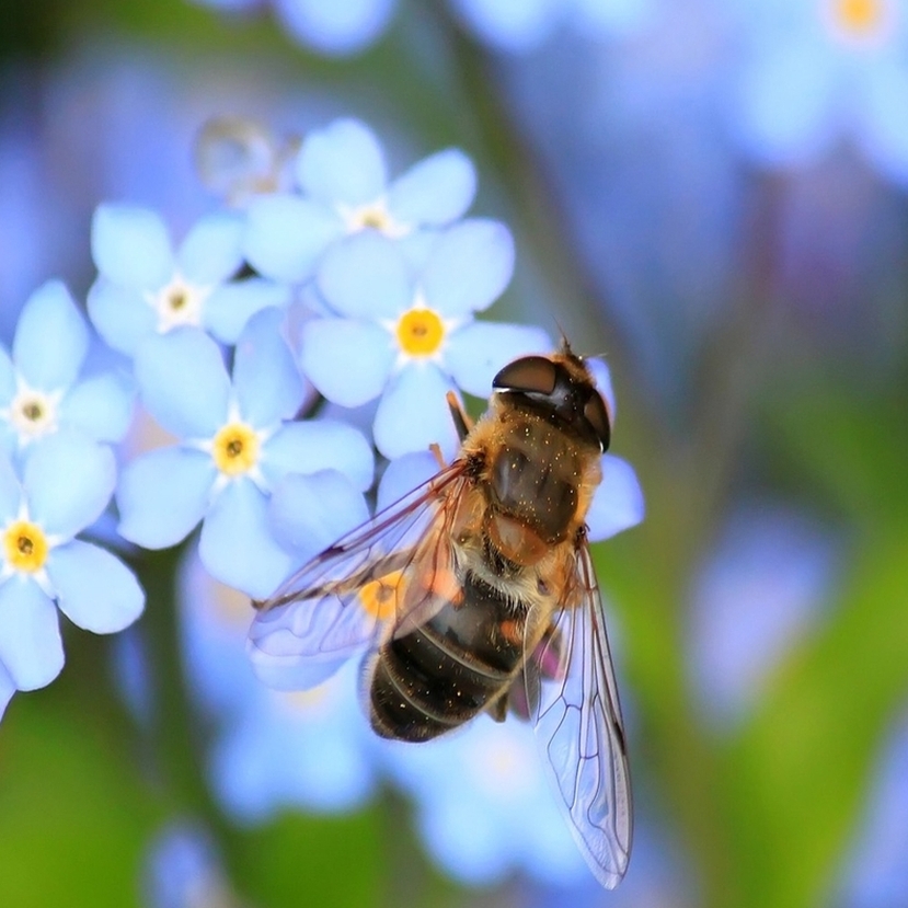 Miért van óriási szükség városi méhlegelőkre?