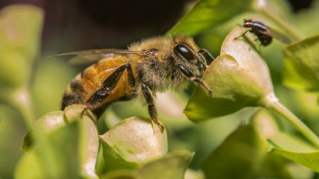 Minden tizedik méh- és lepkefaj a kihalás szélén áll Európában